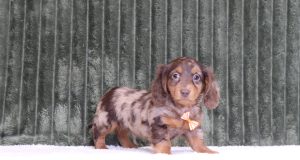 2925aaa jerome the mini dachshund-the puppy lodge