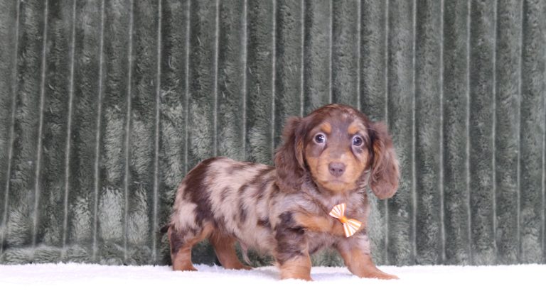 2925aaa jerome the mini dachshund-the puppy lodge