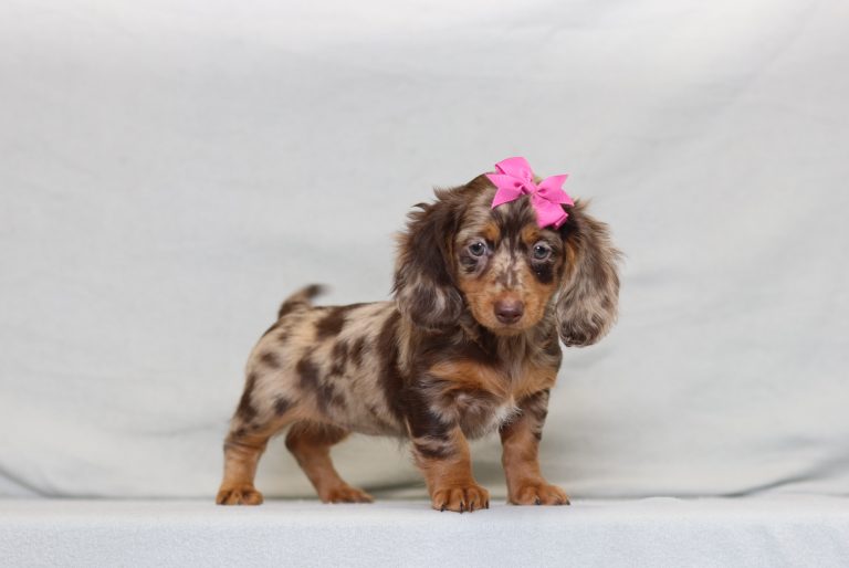 2926aaaJada the dachshund-the puppy lodge