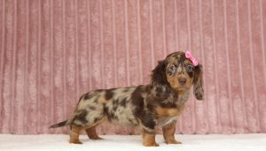 2926aaa jade the mini dachshund-the puppy lodge