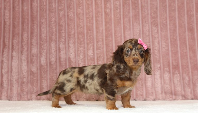 2926aaa jade the mini dachshund-the puppy lodge