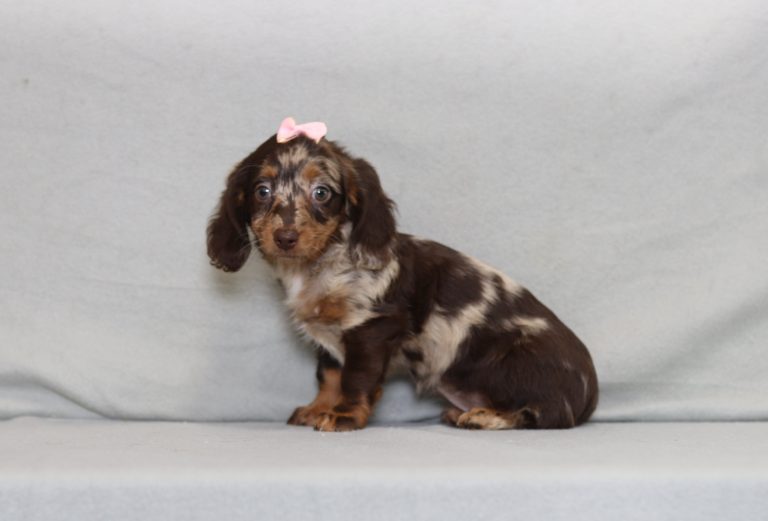 2927aaa-Julie the dachshund-the puppy lodge
