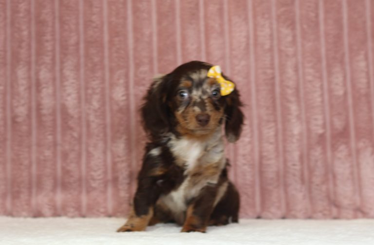 2927aaa-Julie the mini dachshund-the puppy lodge
