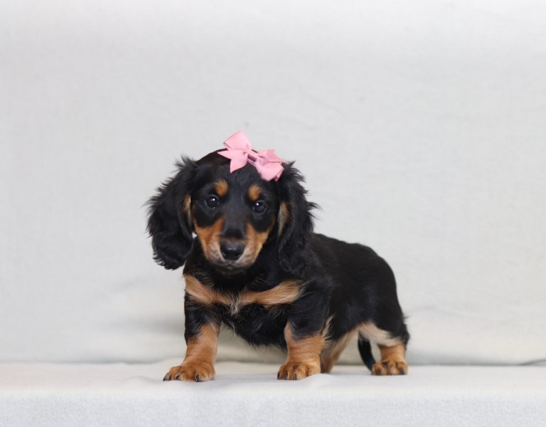 2929aa-Jodi the dachshund-the puppy lodge