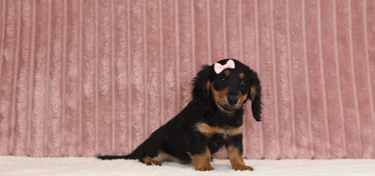 2929aaa jodi the mini dachshund the puppy lodge