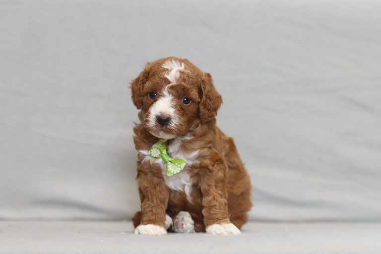 4301aaRory the mini poodle-the puppy lodge