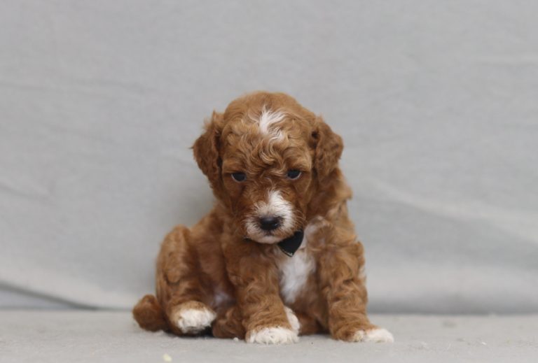 4302a-Rylan the mini poodle-the puppy lodge