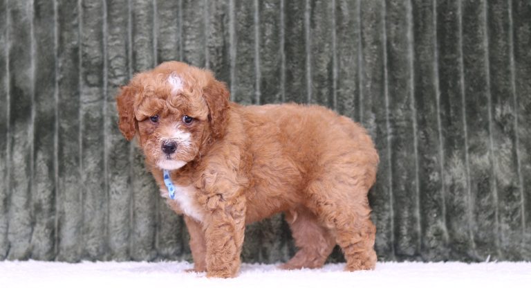 4302a rylan the mini poodle-the puppy lodge