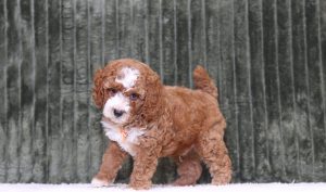 4303aaa ralph the mini poodle-the puppy lodge