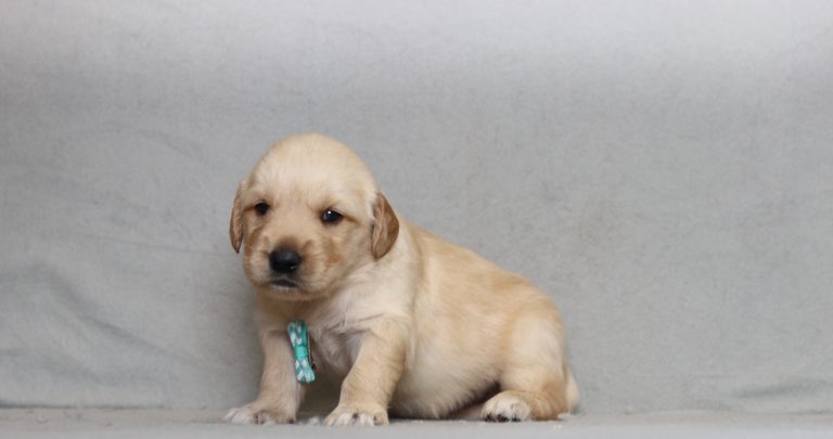 4316 phex the golden retreiver-the puppy lodge