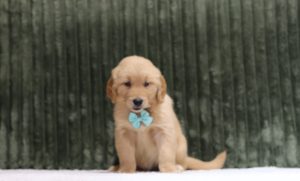 4317aaa Puma the golden retreiver-The puppy Lodge