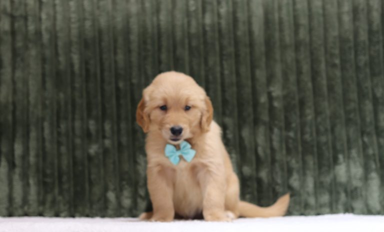 4317aaa Puma the golden retreiver-The puppy Lodge