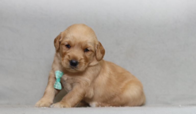 4317 puma the golden retreiver-the puppy lodge