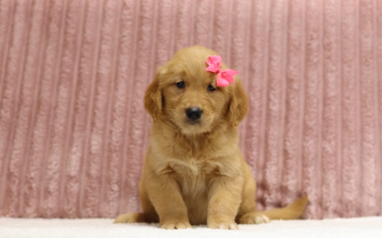 4318aa- Patty the golden retreiver-the puppy lodge
