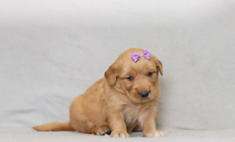 4318a patty the golden retreiver-the puppy lodge