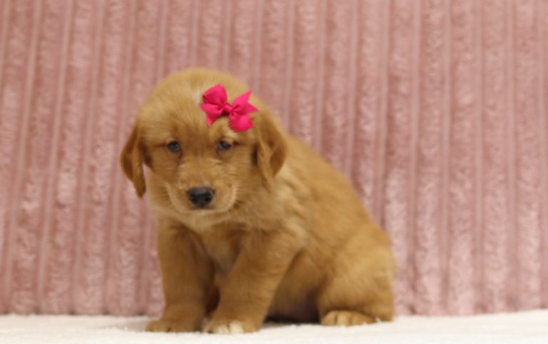 4319aaa Pelli the golden retreiver-the puppy lodge
