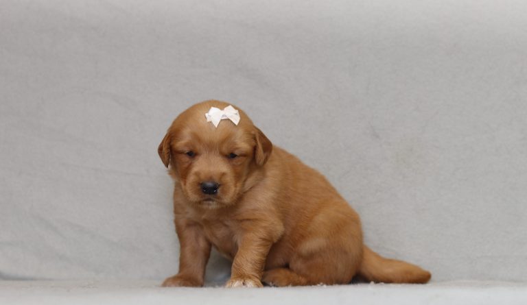 4319aaa pelli the golden retreiver-the puppy lodge