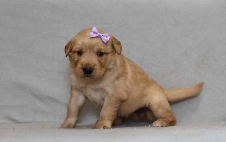 4320pessy the golden retreiver-the puppy lodge