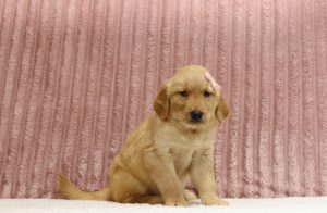 4320aa-Princess the golden retreiver-the puppy lodge