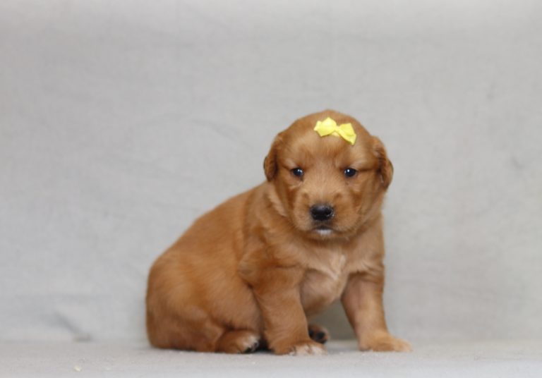 4321aaa paris the golden retreiver-the puppy lodge