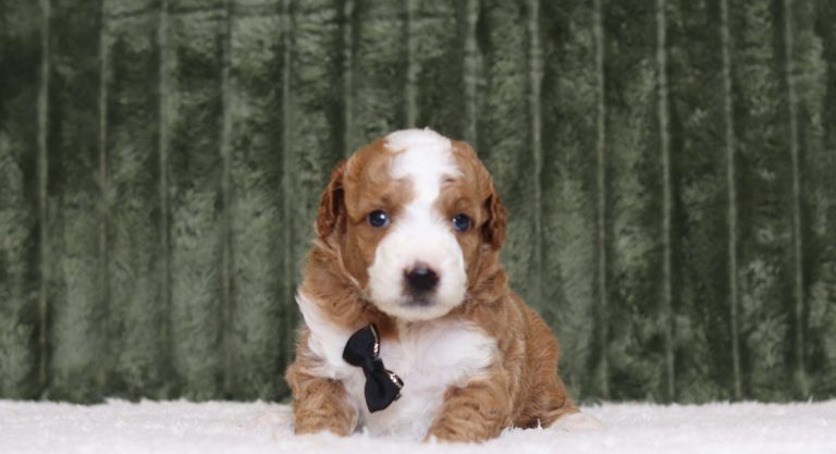 4330aaaCarter the mini poodle-the puppy lodge