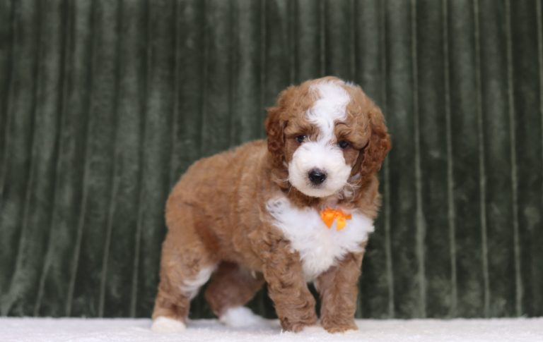 4330aaaCarter the mini poodle -the puppy lodge
