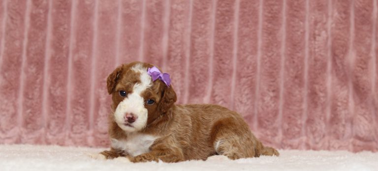 4332a-Charlotte the mini poodle-the puppy lodge