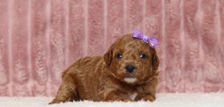 4333aCrystal the mini poodle-the puppy lodge