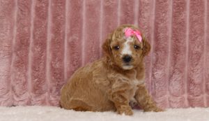 4334aCharity, the mini poodle -the puppy lodge