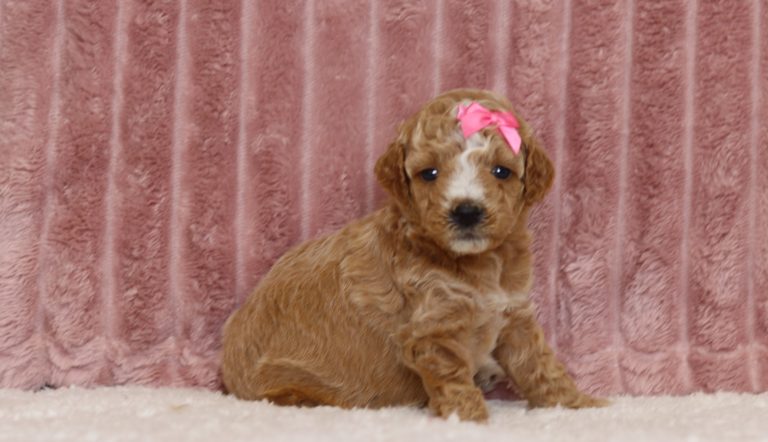 4334aCharity, the mini poodle -the puppy lodge