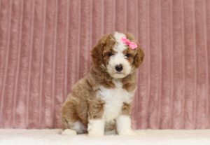 4335a-chloe the mini poodle-the puppy lodge