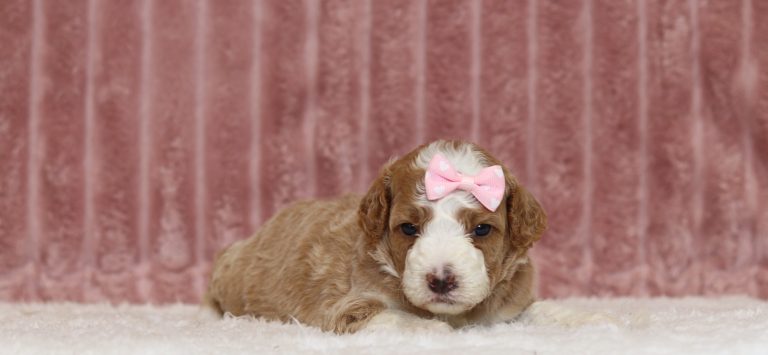 4335aa Chloe the mini poodle-the puppy lodge