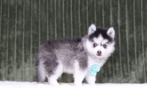 4336aaa dack the pomsky-the puppy lodge