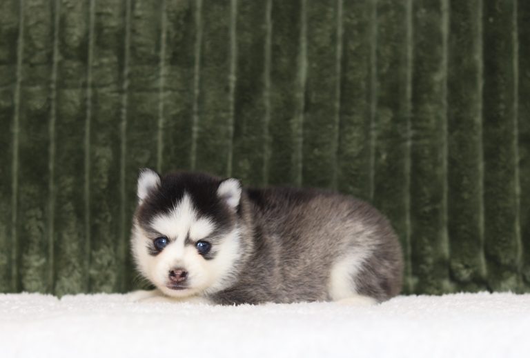 4336aaa-Dack the pomsky-the puppy lodge