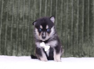 4338aDarvin the pomsky-the puppy lodge