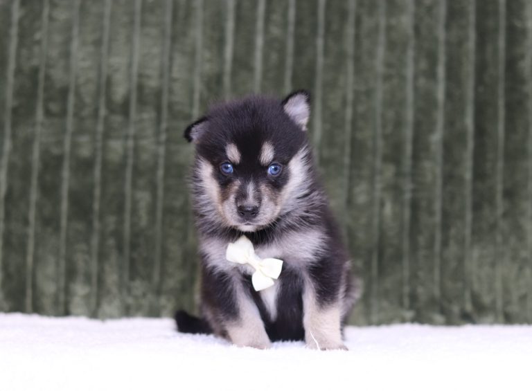 4338aDarvin the pomsky-the puppy lodge