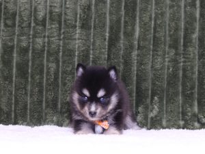 4339a Darrin the pomsky-the puppy lodge