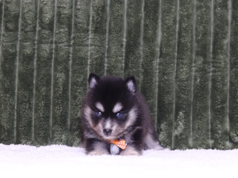 4339a Darrin the pomsky-the puppy lodge
