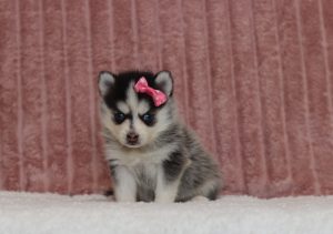 4340aaa-Dinah the pomsky-the puppy lodge