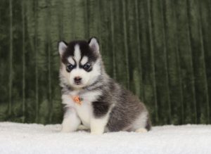 4341aaaLenny the pomsky-the puppy lodge