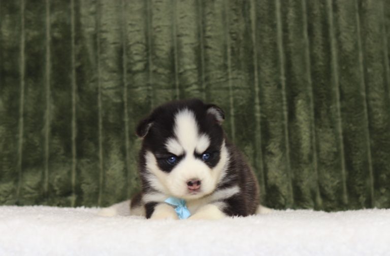 4342aLando the pomsky-the puppy lodge