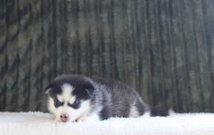 4343aaaLeander the pomsky-the puppy lodge