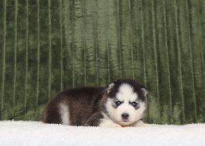 4345a-Lyle the pomsky-the puppy lodge