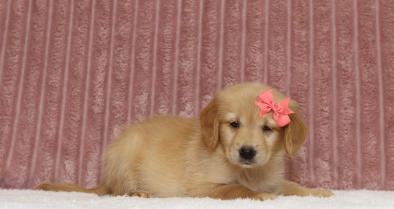 4348aaa tori the golden retreiver-the puppy lodge