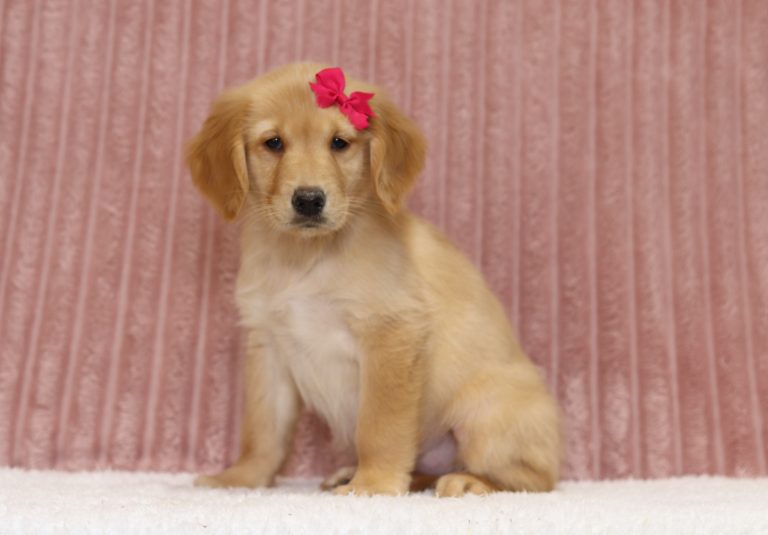 4348aa tori the golden retreiver-the puppy lodge