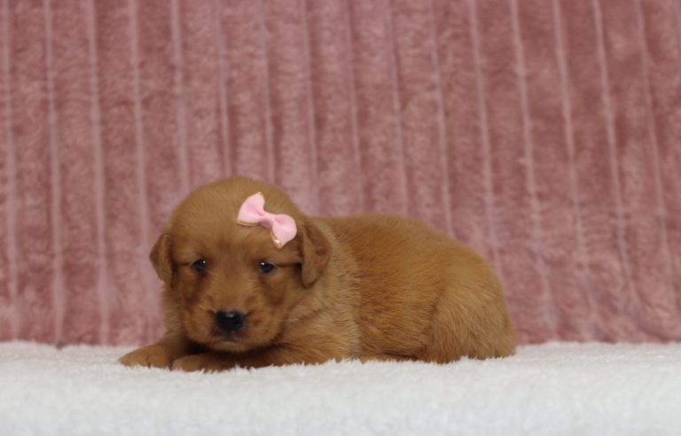 4348aaTori the golden retriever-the puppy lodge