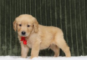 4350aaa thair the golden retreiver-the puppy lodge