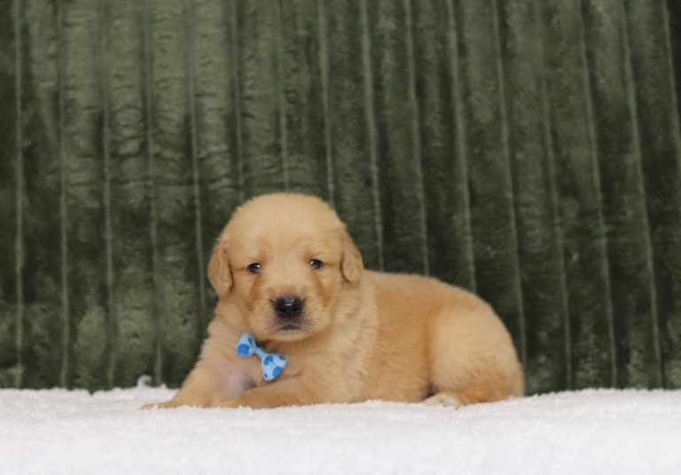 4350aaa Tahir the golden retreiver-the puppy lodge