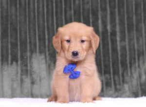 4351aaa taine the golden retreiver-the puppy lodge