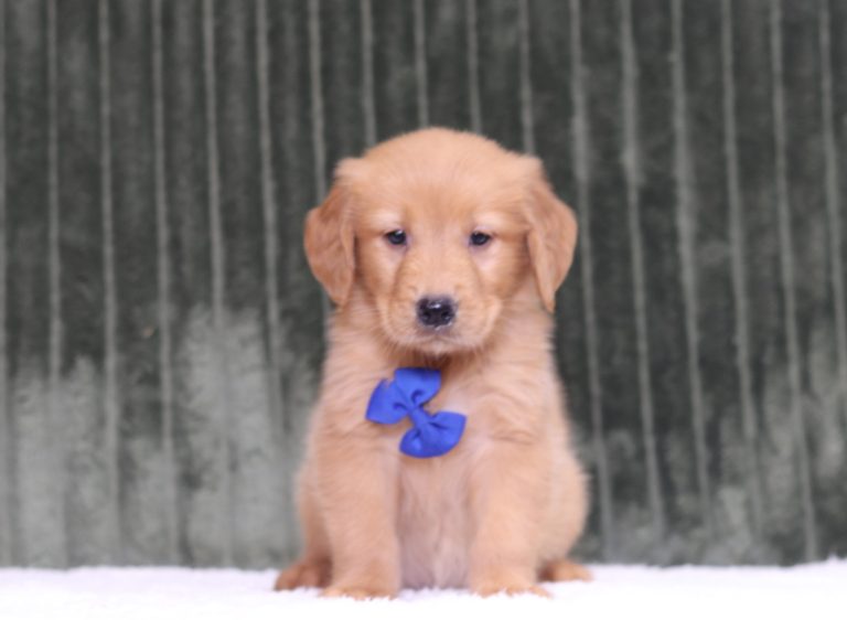 4351aaa taine the golden retreiver-the puppy lodge